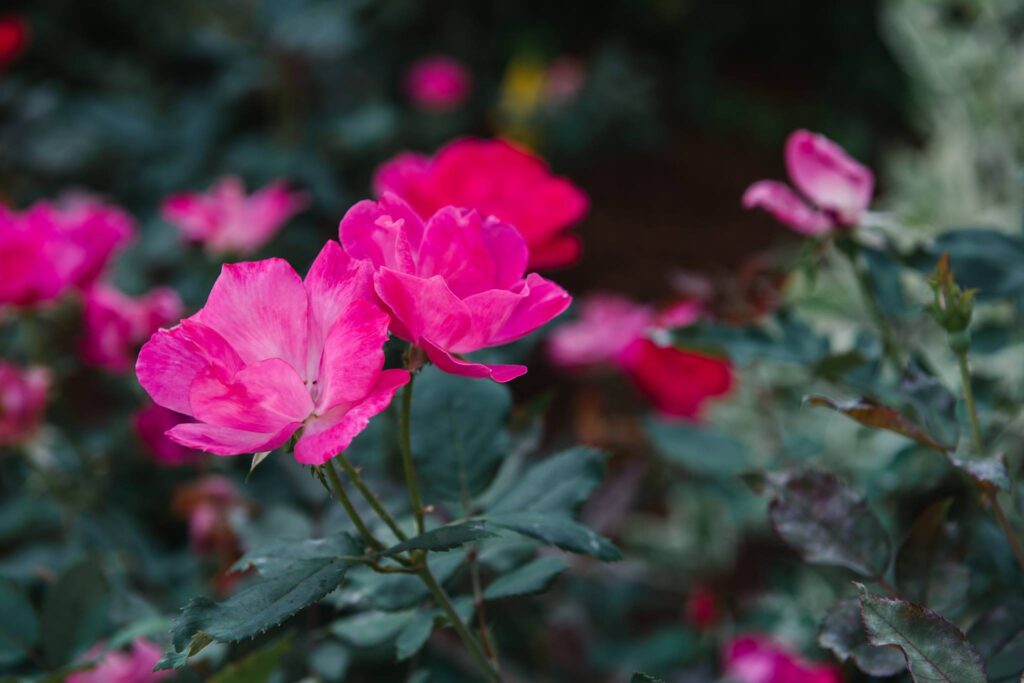 Perennial Landscape Services provides services to: Andover, MA Concord, MA Lexington, MA Winchester, MA However, if you are in a nearby time and interested in our landscaping services please feel free to reach out!