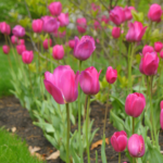 Perennial Landscape Corporation Winchester, MA Concord, MA Lexington, MA Andover, MA