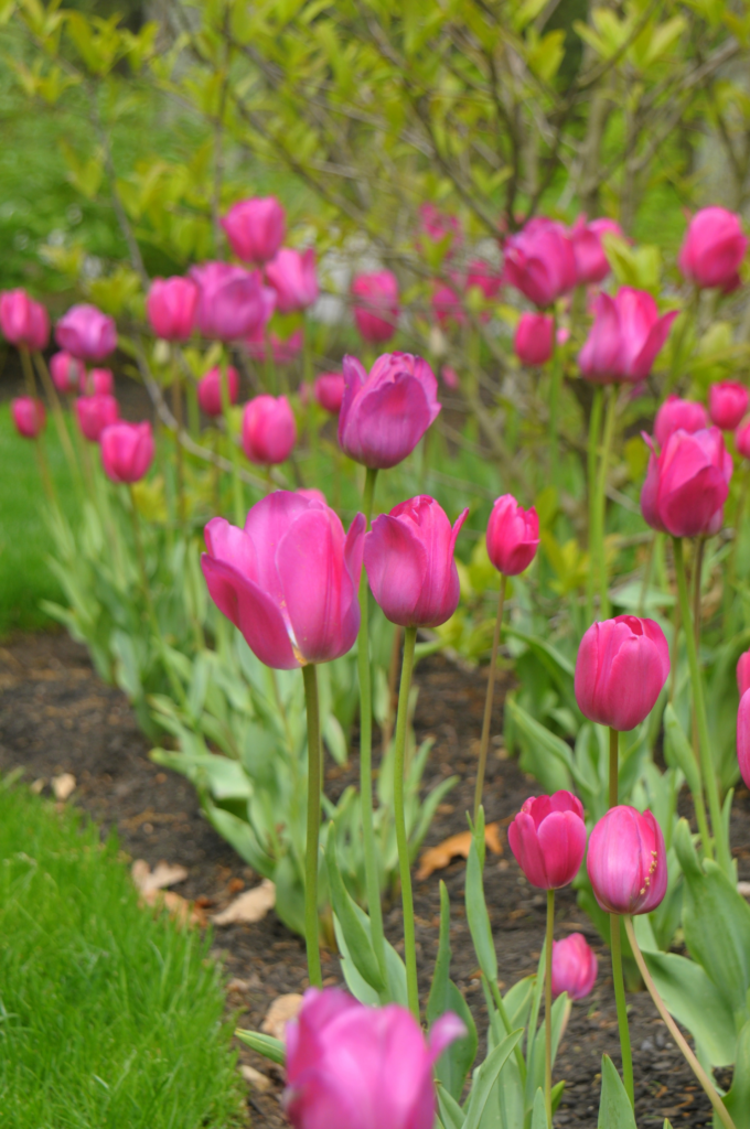Perennial Landscape Corporation Winchester, MA Concord, MA Lexington, MA Andover, MA