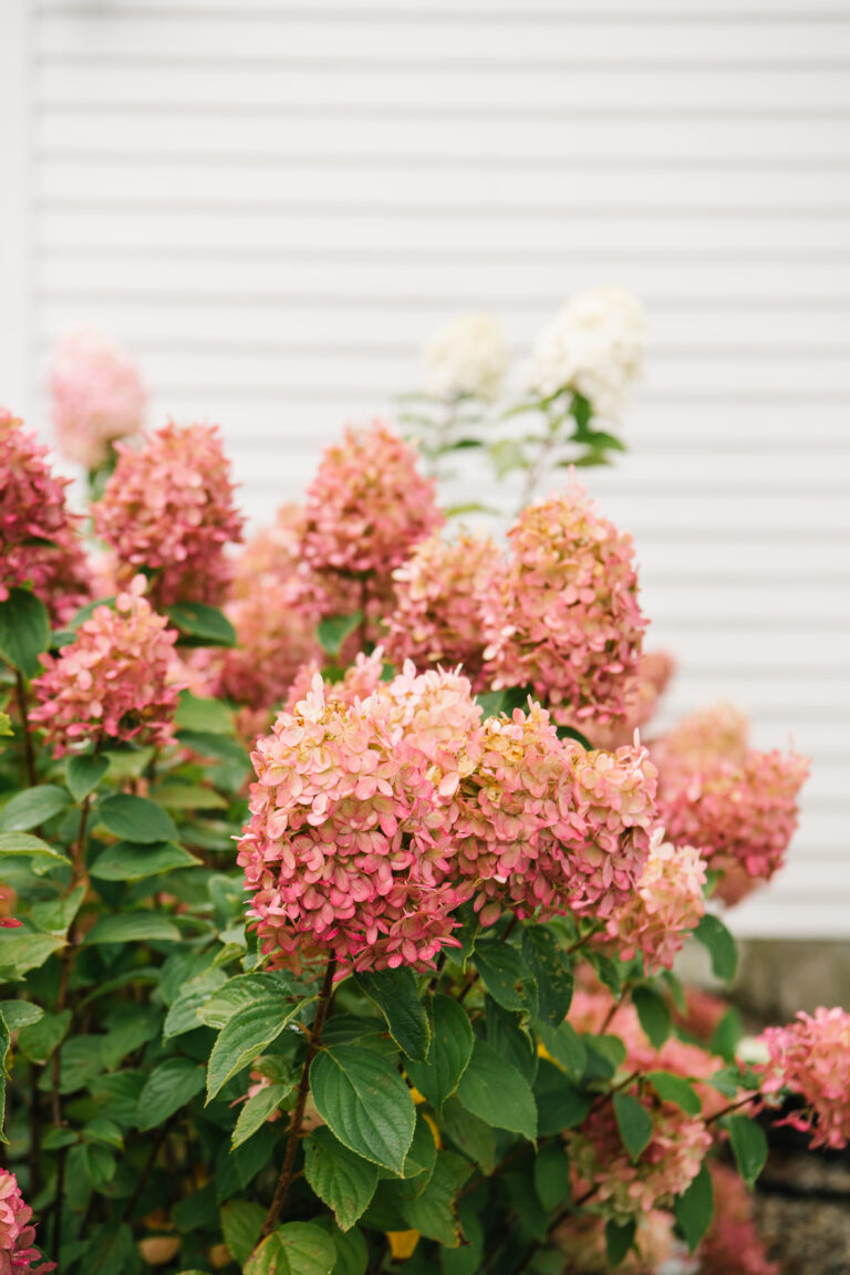 Perennial Landscape Corporation Winchester, MA Concord, MA Lexington, MA Andover, MA