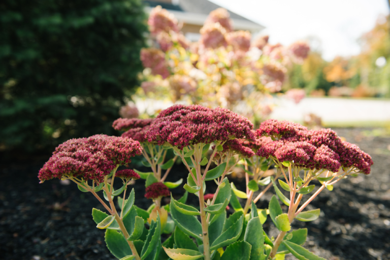 Perennial Landscape Corporation Winchester, MA Concord, MA Lexington, MA Andover, MA