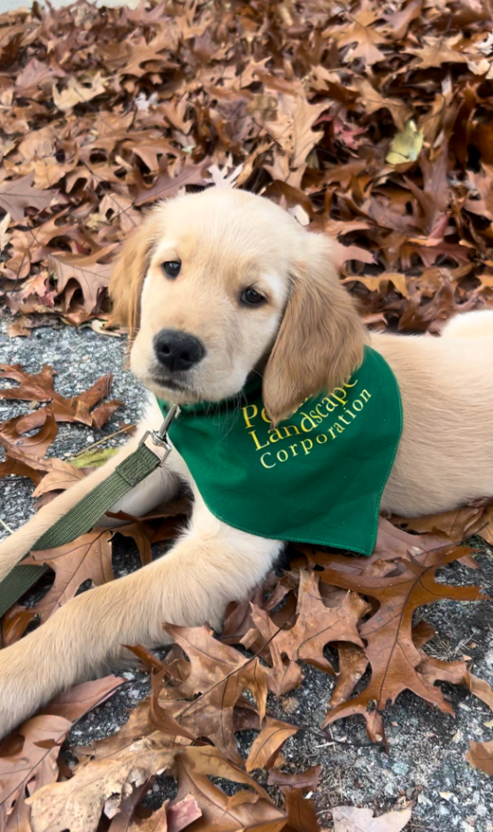 Perennial Landscape Corporation | Winchester, MA | Concord, MA | Lexington, MA | Andover, MA