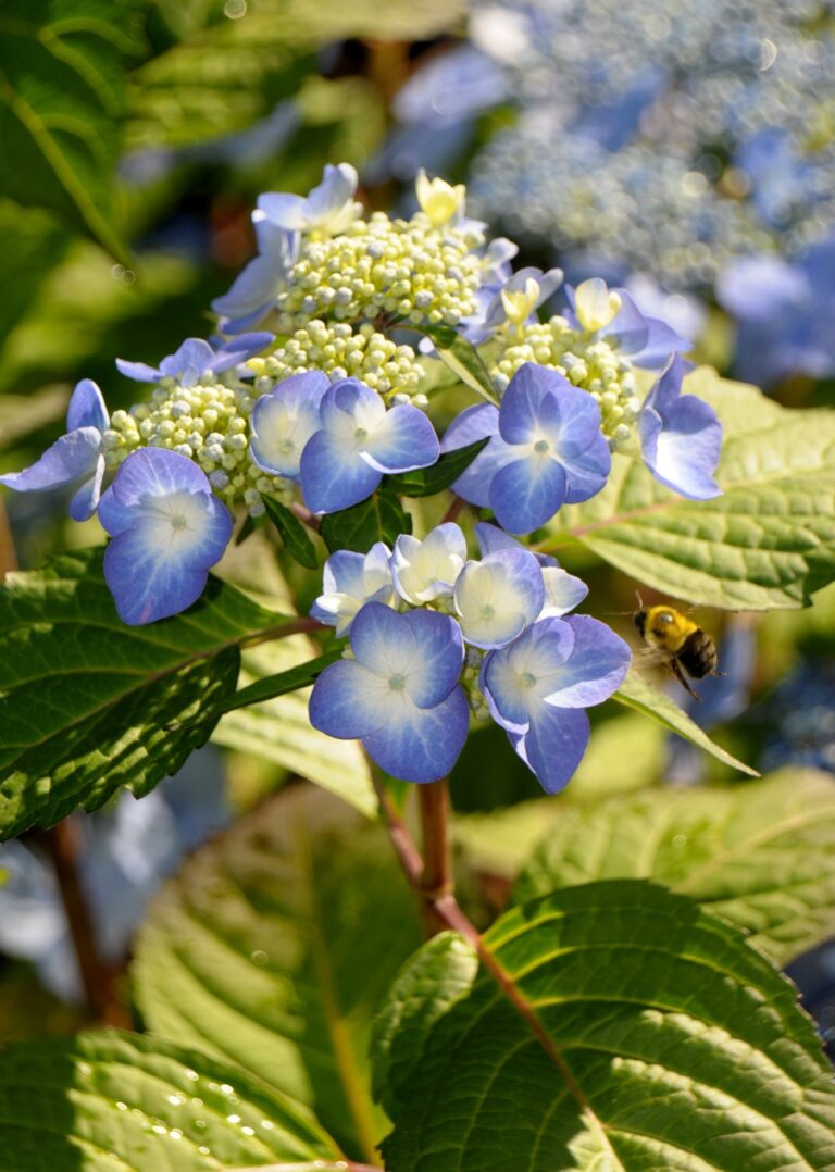 Perennial Landscape Corporation is the top rated landscaping company in Concord, MA Winchester, MA Lexington, MA Andover, MA