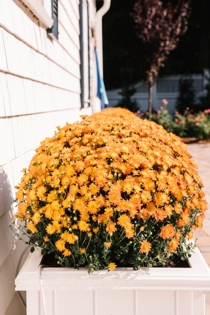 Perennial Landscape Corporation | Winchester, MA | Concord, MA | Lexington, MA | Andover, MA
