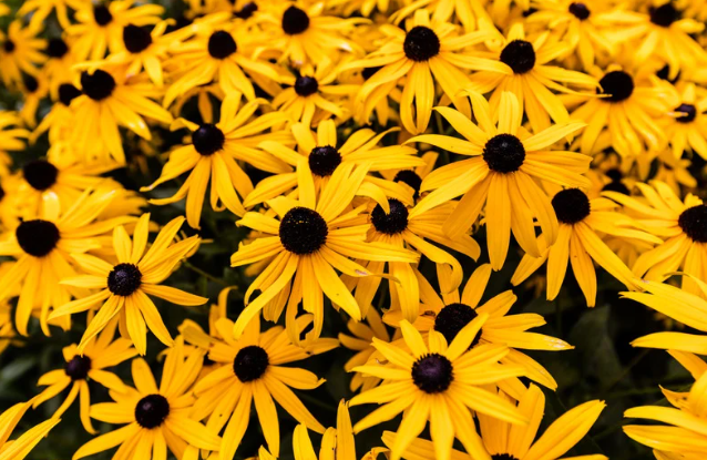 Perennial Landscape Corporation Winchester, MA Concord, MA Lexington, MA Andover, MA