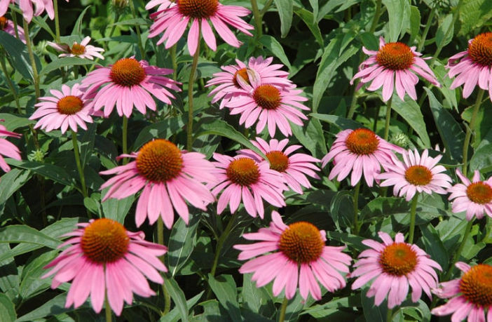 Perennial Landscape Corporation Winchester, MA Concord, MA Lexington, MA Andover, MA
