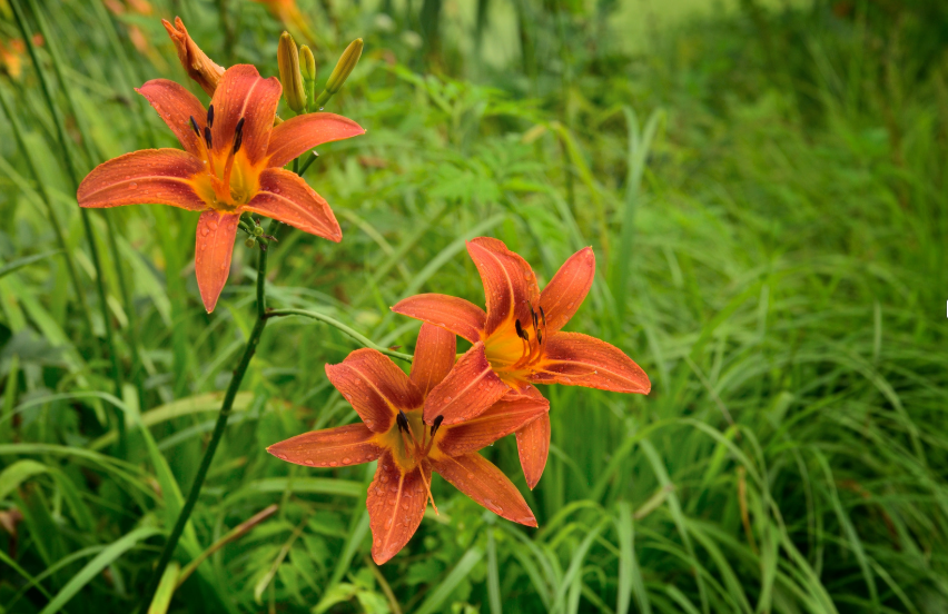 Perennial Landscape Corporation Winchester, MA Concord, MA Lexington, MA Andover, MA