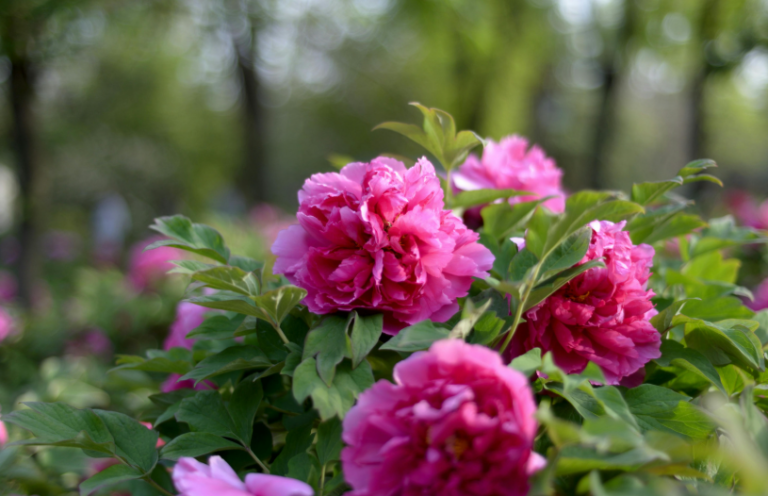 Perennial Landscape Corporation Winchester, MA Concord, MA Lexington, MA Andover, MA