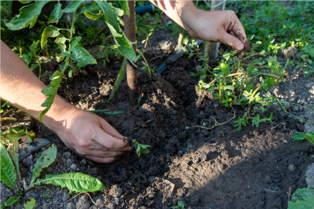 Perennial Landscape Corporation WInchester MA Concord MA Lexington MA Andover MA