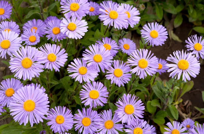 Perennial Landscape Corporation Winchester, MA Concord, MA Lexington, MA Andover, MA