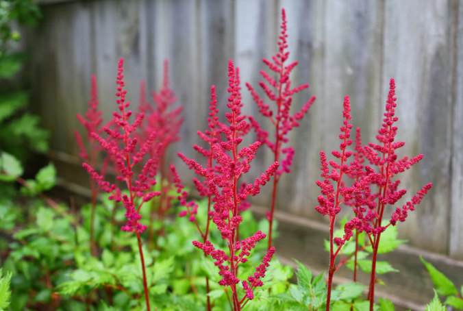 Perennial Landscape Corporation Winchester, MA Concord, MA Lexington, MA Andover, MA