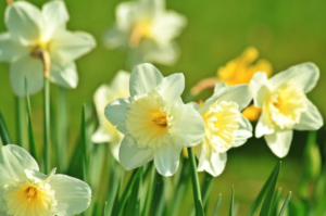 Perennial Landscape Corporation Winchester, MA Concord, MA Lexington, MA Andover, MA