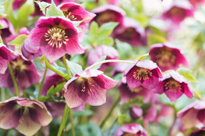Perennial Landscape Corporation Winchester, MA Concord, MA Lexington, MA Andover, MA