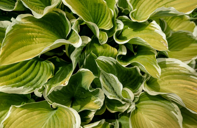 Perennial Landscape Corporation Winchester, MA Concord, MA Lexington, MA Andover, MA
