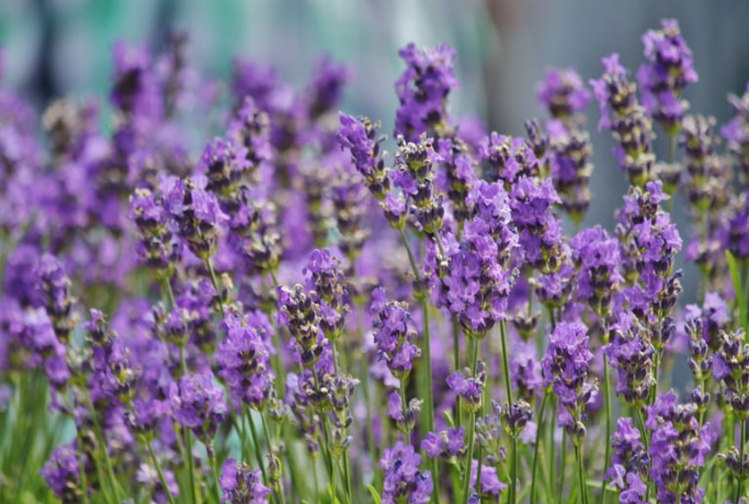 Perennial Landscape Corporation Winchester, MA Concord, MA Lexington, MA Andover, MA