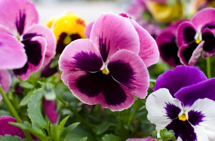 Perennial Landscape Corporation Winchester, MA Concord, MA Lexington, MA Andover, MA