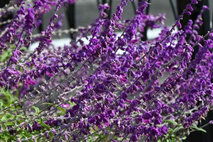 Perennial Landscape Corporation Winchester, MA Concord, MA Lexington, MA Andover, MA