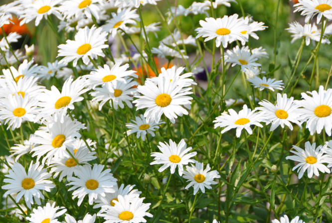 Perennial Landscape Corporation Winchester, MA Concord, MA Lexington, MA Andover, MA