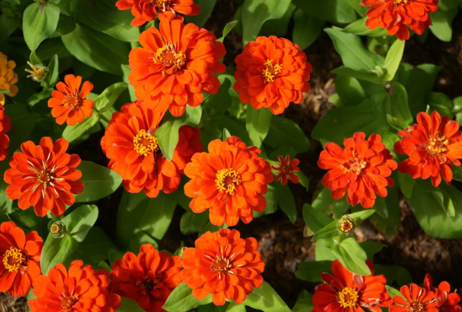 Perennial Landscape Corporation Winchester, MA Concord, MA Lexington, MA Andover, MA