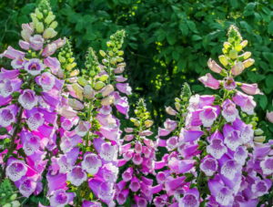 Perennial Landscape Corporation Winchester, MA Lexington, MA Concord, MA Andover, MA