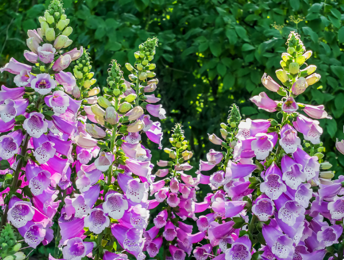 The Pros and Cons of Perennials and Annuals