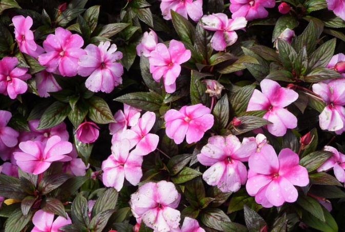 Perennial Landscape Corporation Winchester, MA Concord, MA Lexington, MA Andover, MA