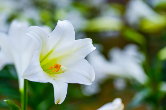 Perennial Landscape Corporation Winchester MA Concord, MA Lexington, MA Andover, MA