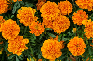 Perennial Landscape Corporation Winchester, MA Concord, MA Lexington, MA Andover, MA