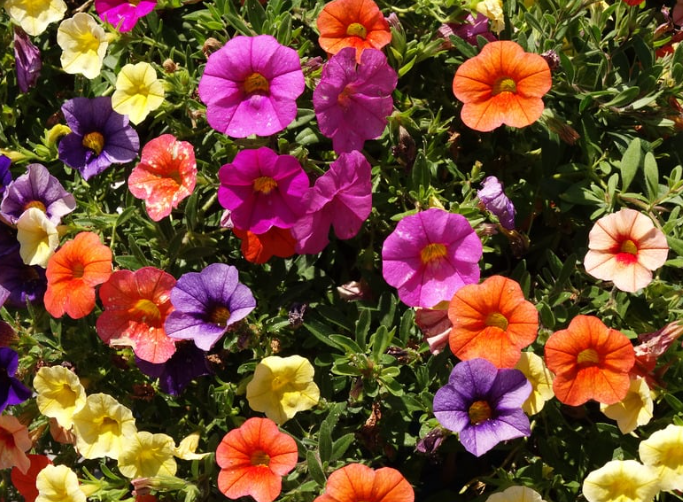 Perennial Landscape Corporation Winchester, MA Concord, MA Lexington, MA Andover, MA