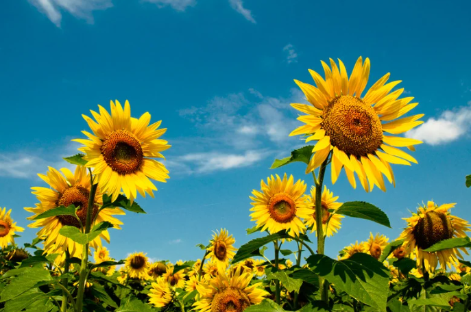 Perennial Landscape Corporation Winchester, MA Concord, MA Lexington, MA Andover, MA