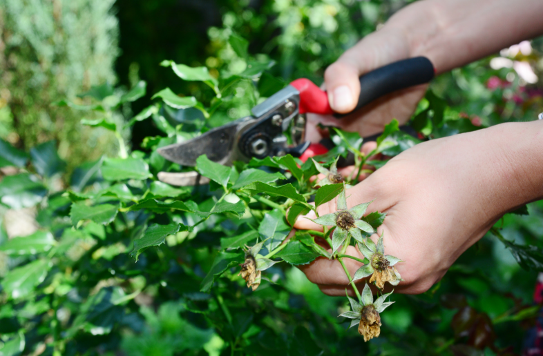 Perennial Landscape Corporation Deadheading in Winchester, MA Deadheading in Concord, MA Deadheading in Lexington, MA Deadheading in Andover, MA