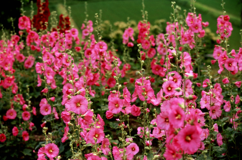 How Hot is Too Hot to Plant?