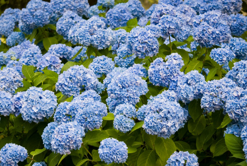Perennial Landscape Corporation Winchester, MA Concord, MA Lexington, MA Andover, MA