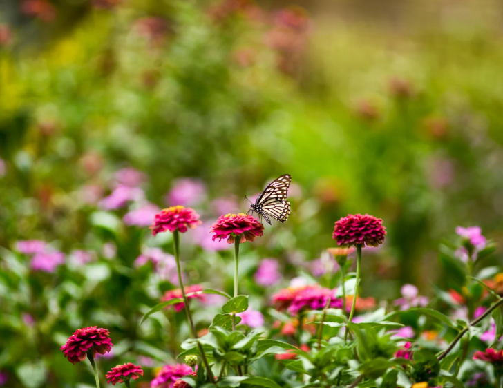 Climate Resistant Plants that Endure Summer Heat