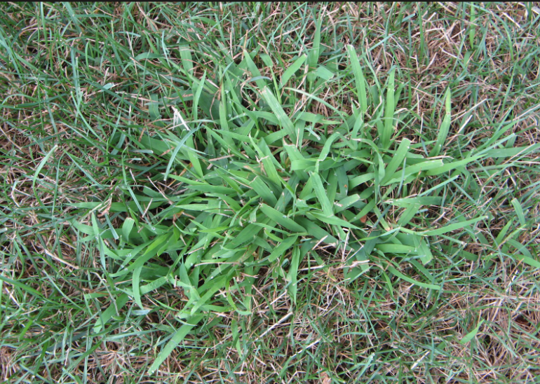 What is Crabgrass and How Can You Prevent It?