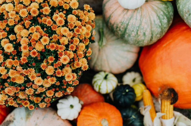 Fall Blooms to Add to Your Garden