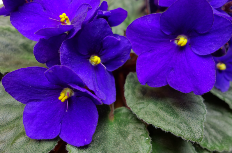 Perennial Landscape Corporation Winchester, MA Concord, MA Lexington, MA Andover, MA