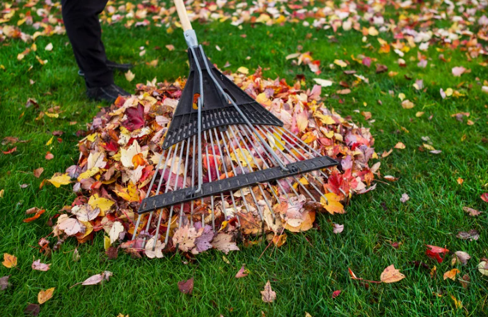 Managing Autumn Leaves: Why “Wait Until They All Fall” is a Mistake